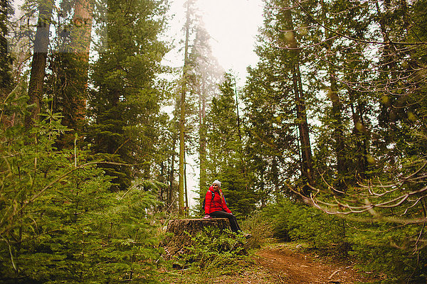 Auf Baumstumpf ruhender Wanderer  Sequoia-Nationalpark  Kalifornien  USA