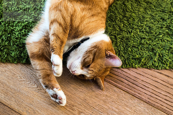 Katze entspannt sich auf grünem Teppich