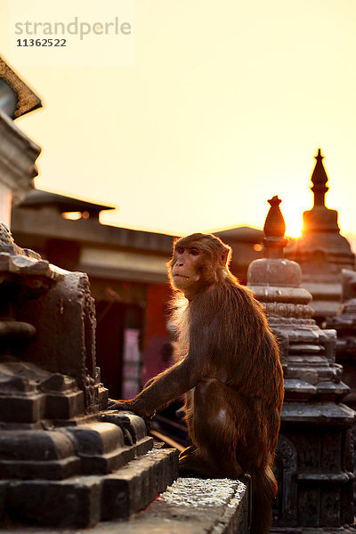 Swayambhunath  der Affentempel  Kathmandu  Nepal