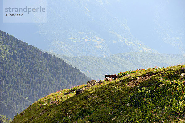 Ländliche Landschaft  Kaukasus  Svaneti  Georgien