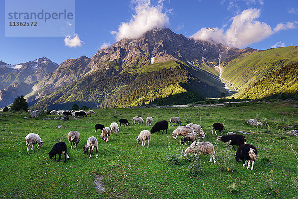 Schafbeweidung  Dorf Mazeri  Usba-Berg im Hintergrund  Kaukasus  Svaneti  Georgien