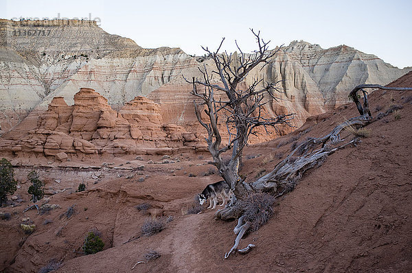 Sandsteingebirge  Staatspark im Kodachrome-Becken  Utah  USA