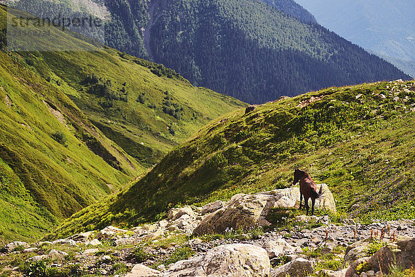 Pferd auf Felsvorsprung  Berg Ushba  Kaukasus  Svaneti  Georgien  USA