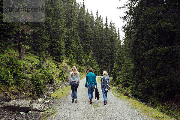 Rückansicht von drei Freundinnen auf einem Waldweg  Sattelbergalm  Tirol  Österreich