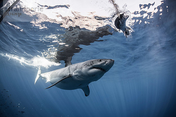 Weißer Hai nähert sich einem Stück Köder vor einem für Taucher aufgestellten Käfig  Insel Guadalupe  Mexiko