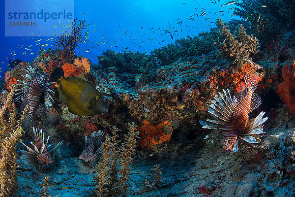 Rotfeuerfisch am Riff  Cancun  Mexiko