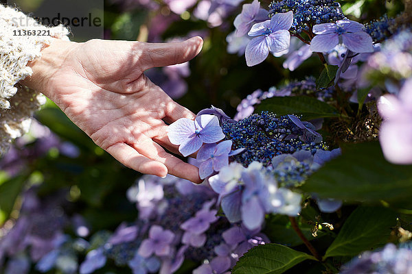 Ältere Frau im Freien  Berühren von wachsenden Blumen  Nahaufnahme  Cork  Irland