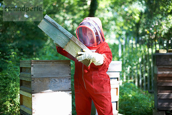 Imker hebt Bienenstockdeckel an