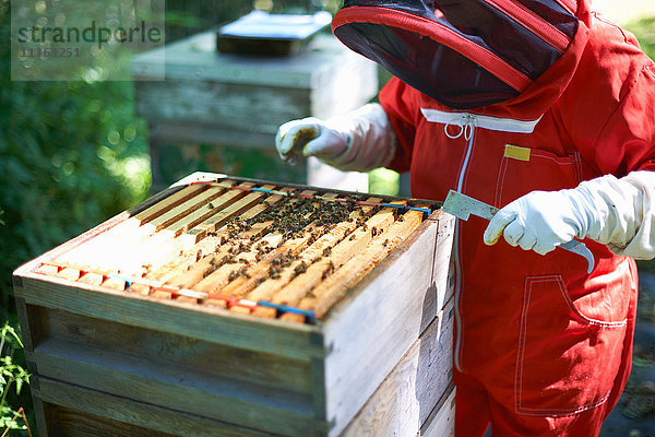 Imker untersucht Bienenstock