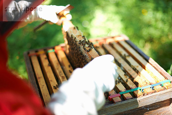 Imker heben Bienenstockrahmen  Nahaufnahme