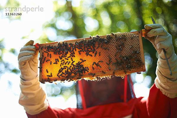 Imkerin hält Bienenstockrahmen vor sich