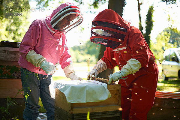 Zwei Imker heben Rahmen aus dem Bienenstock