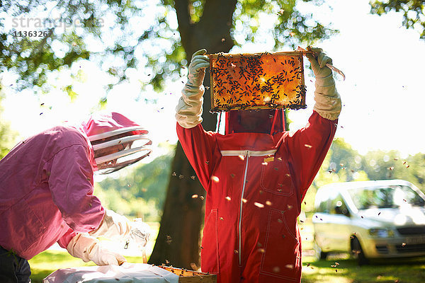 Zwei Imker heben Rahmen aus dem Bienenstock