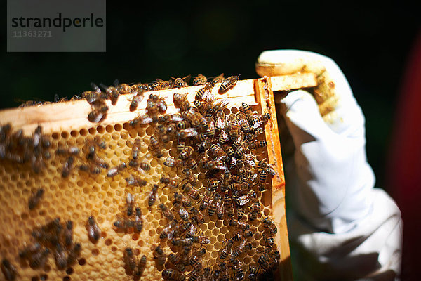 Imker mit Bienenstockrahmen  Nahaufnahme