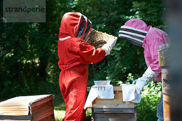 Zwei Imker heben Rahmen aus dem Bienenstock