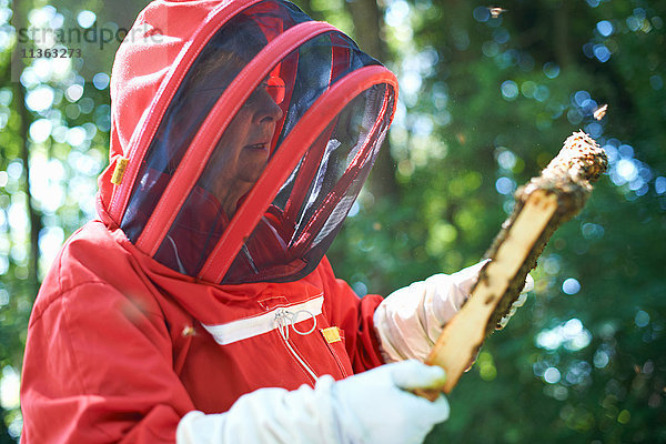 Imker betrachtet den Bienenstockrahmen