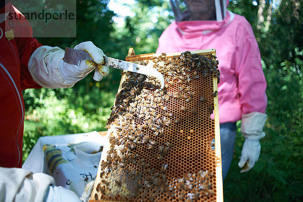 Imker mit Bienenstockrahmen  Nahaufnahme