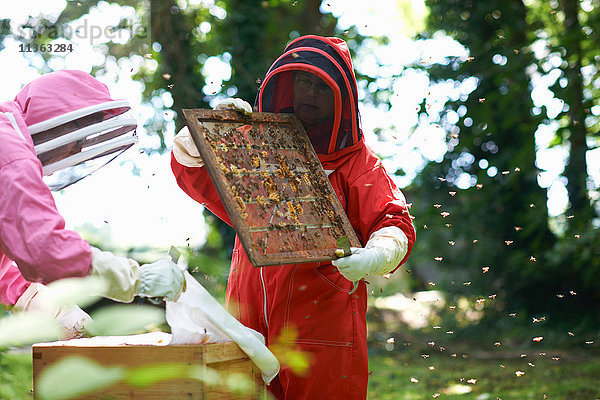 Zwei Imker schauen in den Bienenstock  umgeben von Bienen