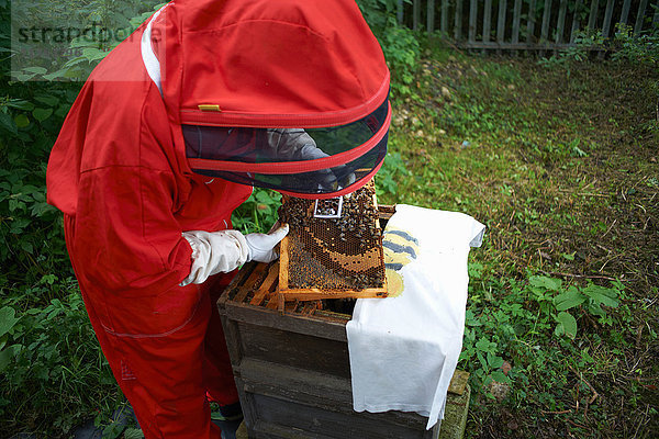 Imker untersucht den Bienenstock