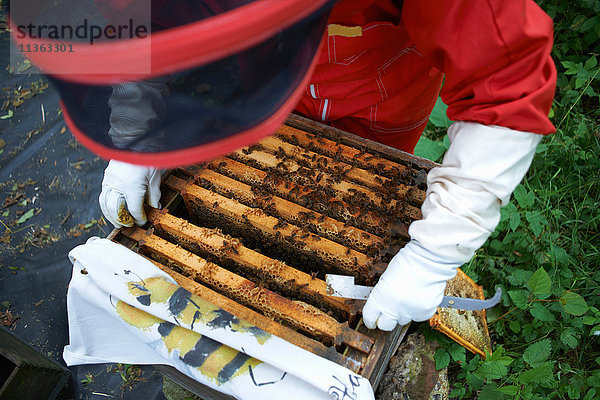 Imker untersucht den Bienenstock