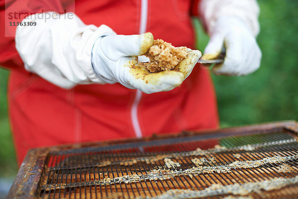 Imker bei der Honiggewinnung aus dem Bienenstock  Nahaufnahme