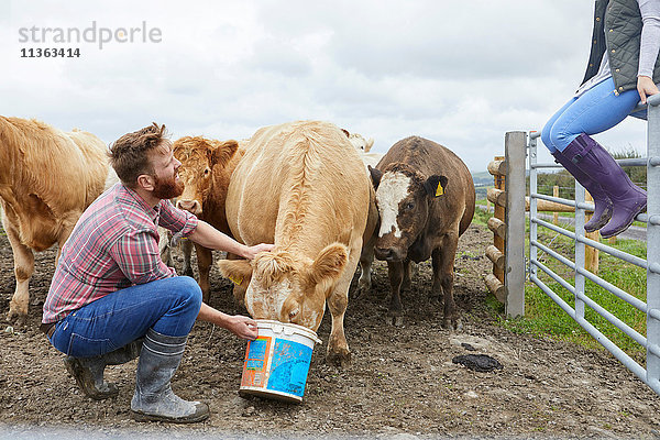 Mann auf dem Bauernhof füttert Kuh aus Eimer