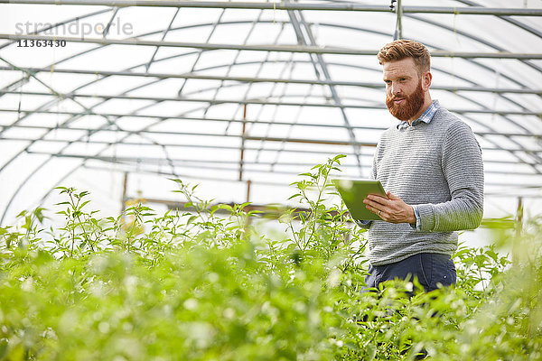 Mann im Polytunnel mit digitalem Tablett