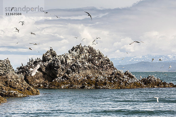 Möwen umfliegen Gull Island  Kachemak Bay  Alaska  USA