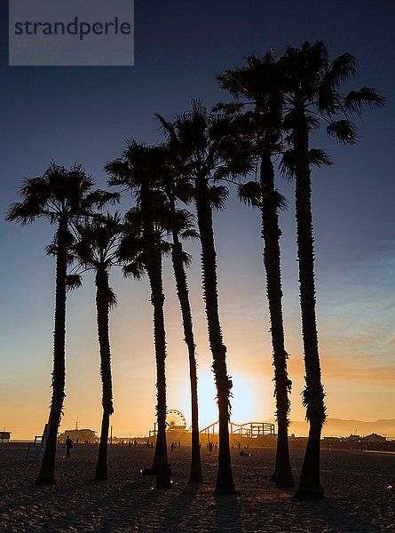 Silhouette von Palmen  Santa Monica  Kalifornien  USA