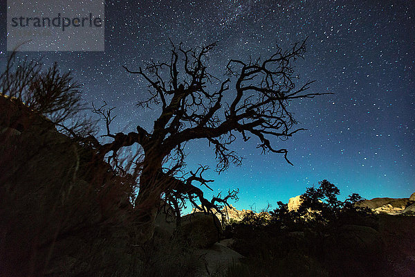 Joshua-Baum-Silhouette und Sternenhimmel  Joshua-Tree-Nationalpark  Kalifornien  USA