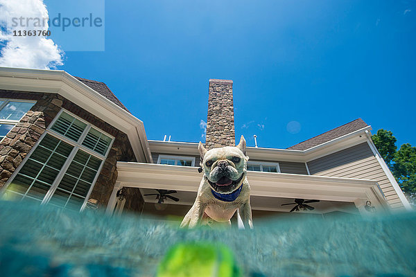 Hund im Pool  Haus im Hintergrund  Berkeley Heights  New Jersey  USA