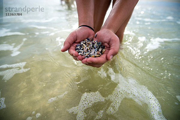 Hände voller Muscheln aus dem Meer