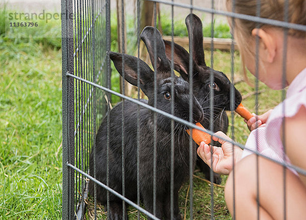 Kinder  die Kaninchen mit Karotten füttern