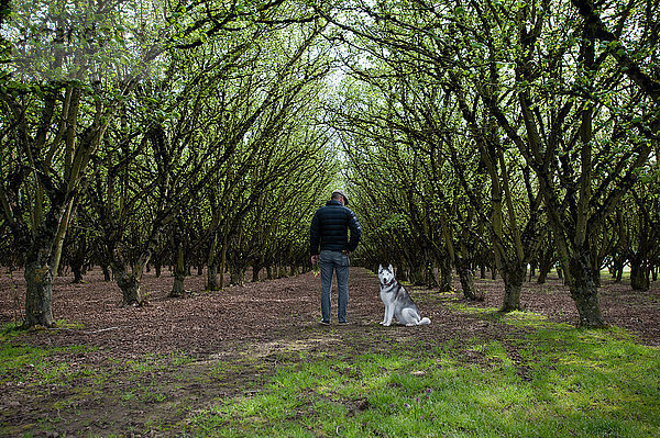 Rückansicht eines Mannes  der mit einem Hund im Wald spazieren geht  Woodburn  Oregon  USA