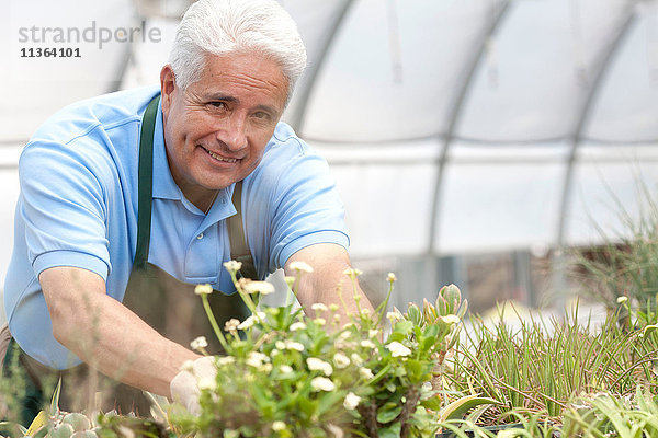 Porträt von reifen Menschen  die Pflanzen im Polytunnel pflegen