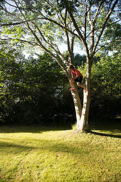 Junge  vom Baum springend