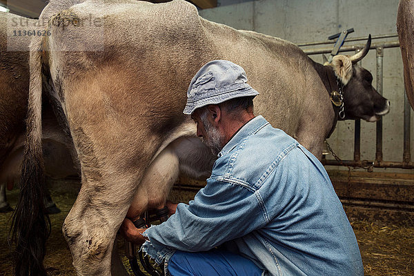 Senior-Milchviehhalter melkt Kuh im Stall  Sattelbergalm  Tirol  Österreich