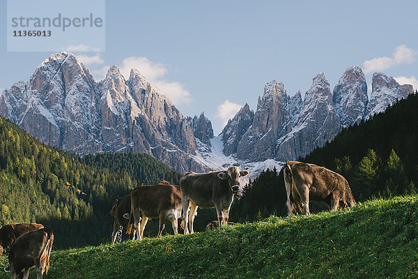 Weidende Kühe  Santa Maddalena  Val di Funes (Tal von Funes)  Dolomiten-Alpen  Italien
