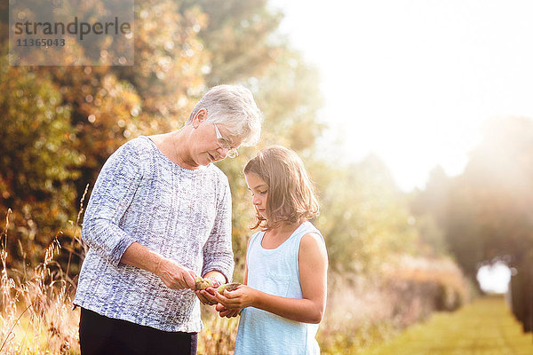 Grossmutter zeigt Enkelin die Samen in einer Milchkraut-Schote