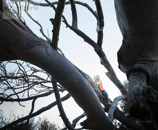 Junge sitzt im Baum und schaut weg