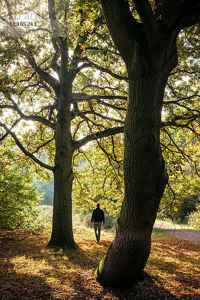 Rückansicht des im Herbst im Epping Forest flanierenden Mannes  London  UK