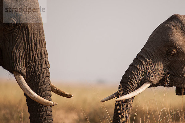 Afrikanische Elefanten treffen und begrüßen sich in den Ebenen der Masai Mara im Süden Kenias