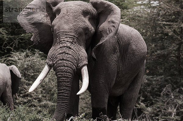 Afrikanischer Elefant in den Ebenen der Masai Mara  Süd-Kenia