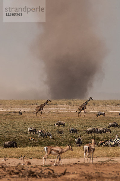 Staub-Tornado nahe der Wasserstelle  wo Zebras  Giraffen und Gazellen trinken  Masai Mara  Kenia