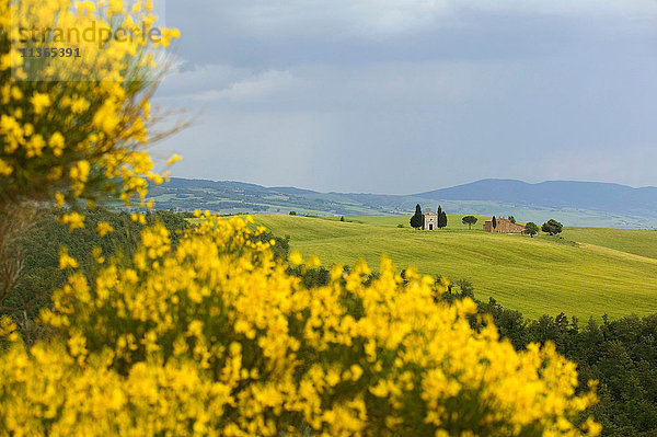 Gorse  Val d'Orcia  Siena  Toskana  Italien