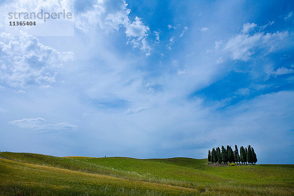 Feld mit einer Gruppe von Zypressen  Val d'Orcia  Siena  Toskana  Italien