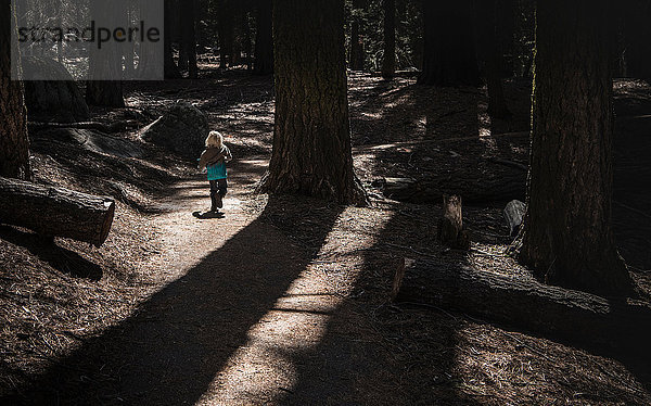 Junge wandert im Wald  Rückansicht  Sequoia-Nationalpark  Kalifornien  USA