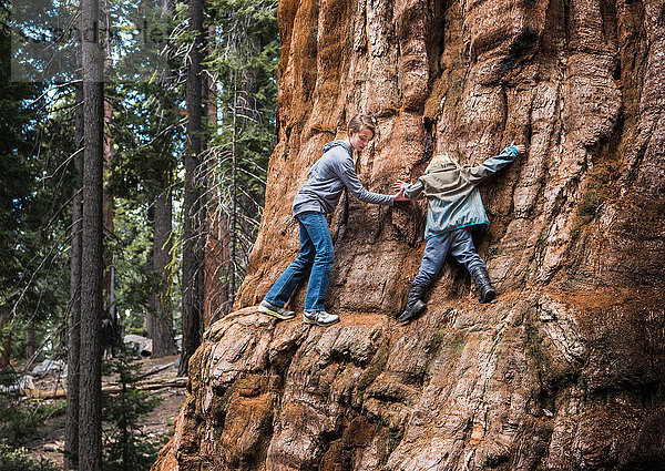Zwei Kinder klettern um einen Baum herum  Sequoia National Park  Kalifornien  USA