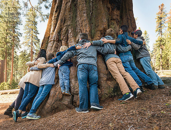 Gruppe von Menschen  die die Arme um einen Baum legen  Rückansicht  Sequoia-Nationalpark  Kalifornien  USA
