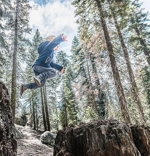 Junge springt im Wald  mittlere Luft  Sequoia-Nationalpark  Kalifornien  USA